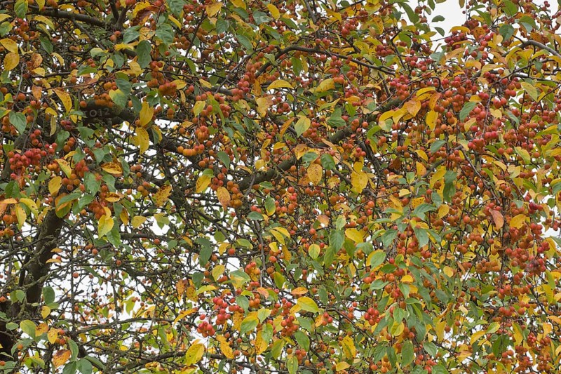 Apple tree