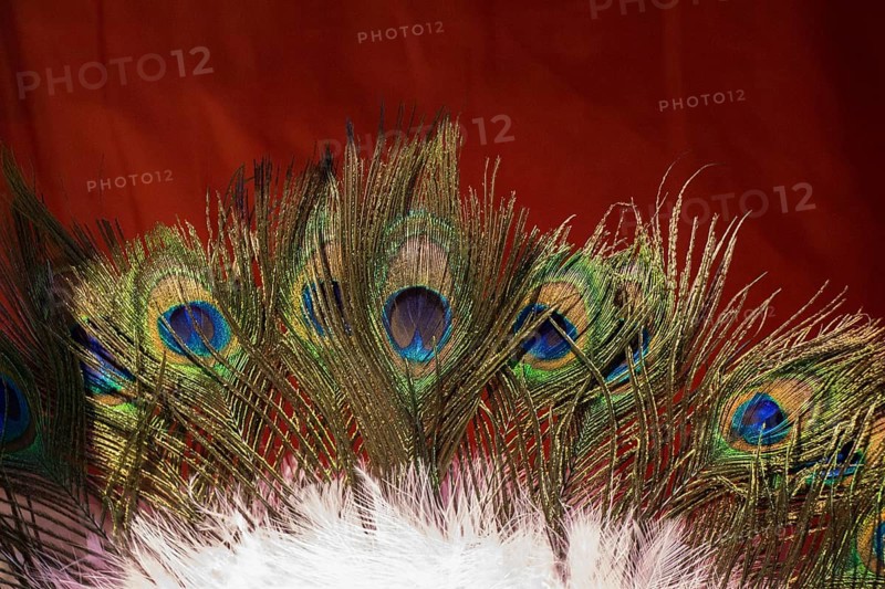 Beautiful bird feathers for decorative purposes