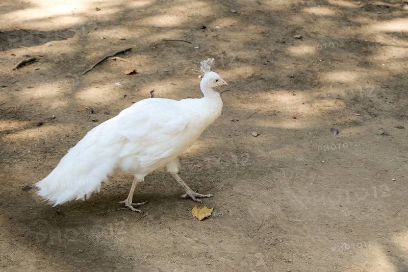 Portrait of a white peacock outdoors on soil background