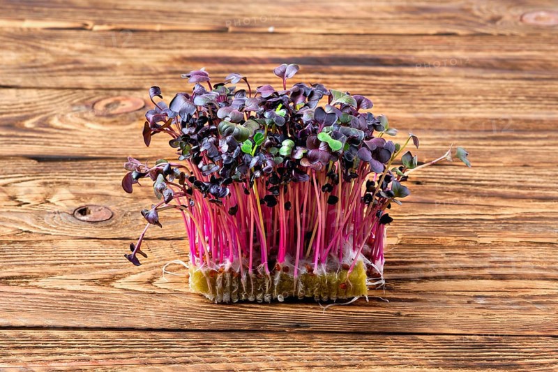 Fresh microgreens. Sprouts of sango radish on wooden background