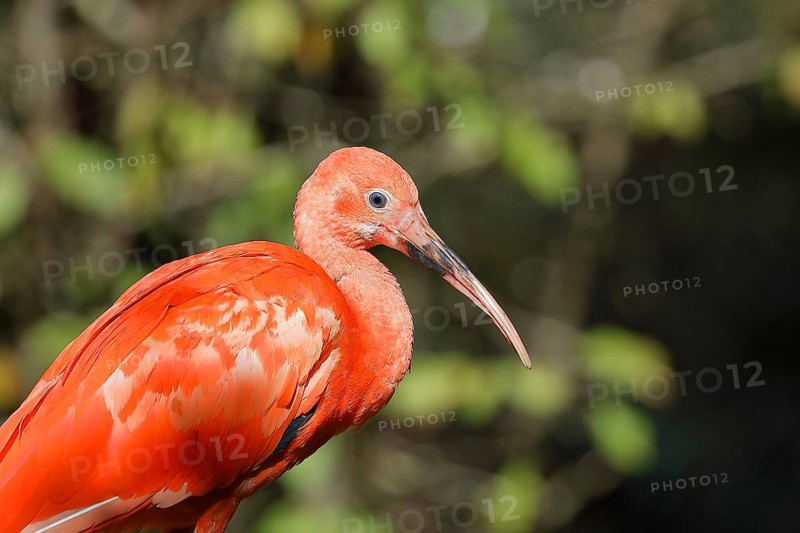 Red Sickler or scarlet ibises