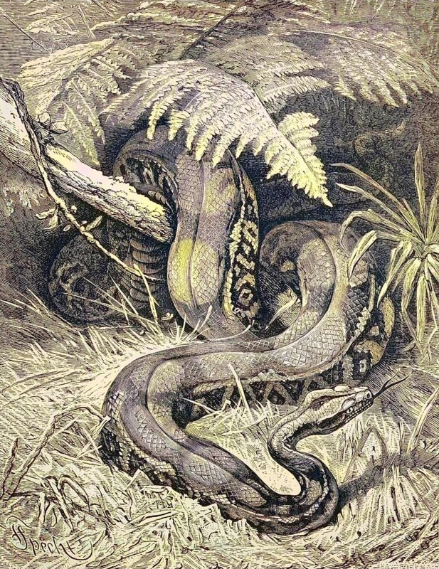 The boa constrictor