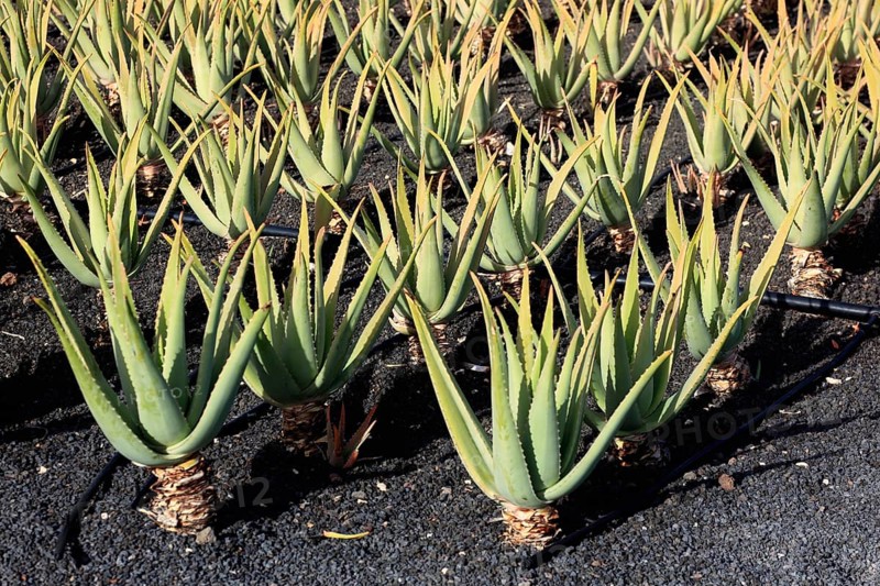 Aloe Vera Plantation at Orzola