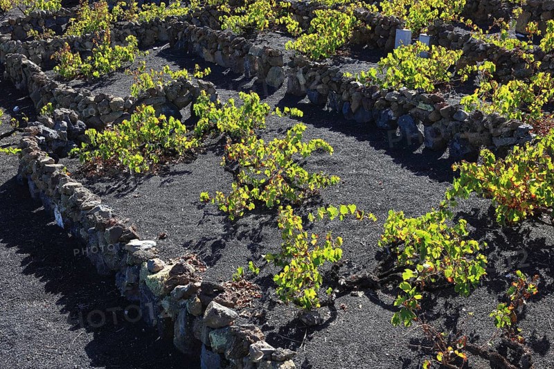 Wine growing near Haria