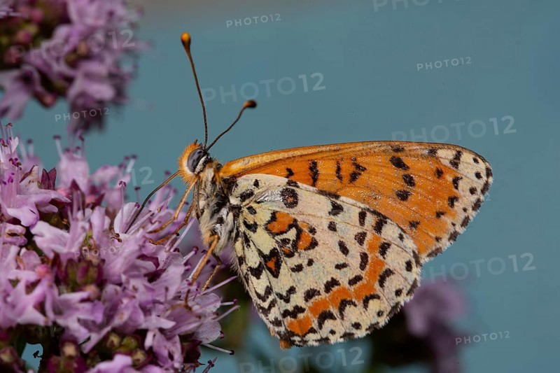 Red Melitaea butterfly with closed wings sitting on pink flower looking left against blue sky