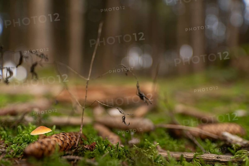 Idyll in the green forest. A small mushroom behind a pine cone taken from a low perspective in autumn with a blurred background