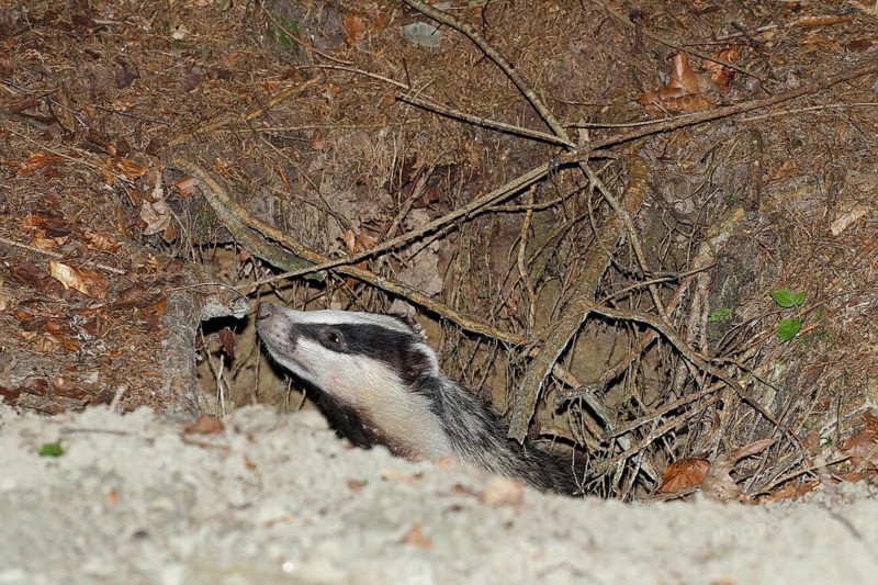 European badger