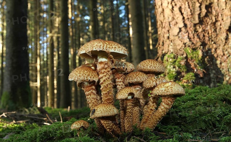 Shaggy scalycap