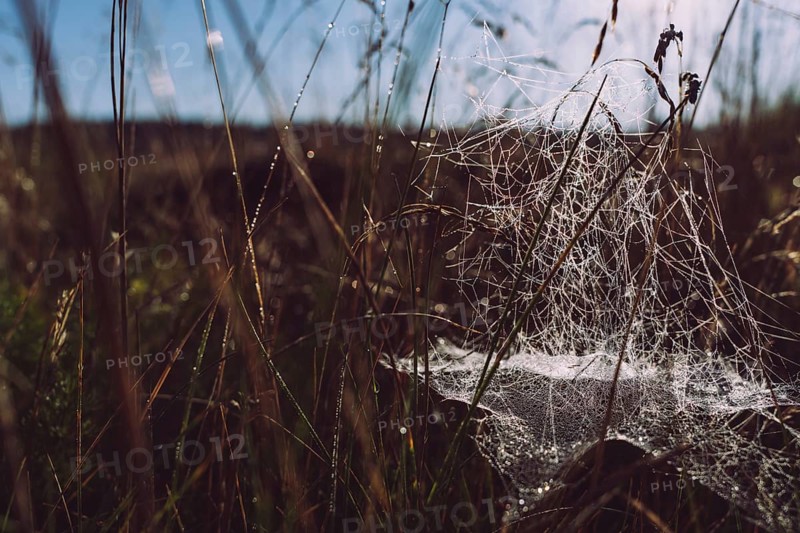 Abstract