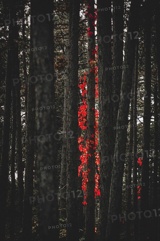 Virginia creeper