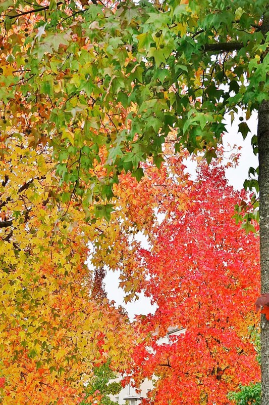 Magnificent amber trees