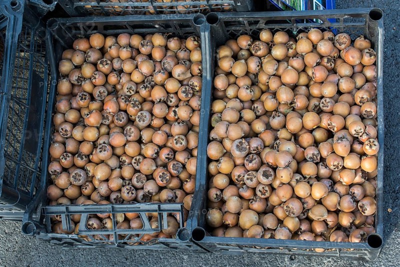 Freshly picked up ripe medlar