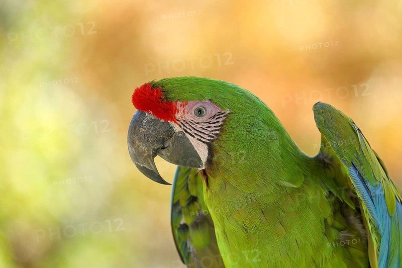 Great green macaw