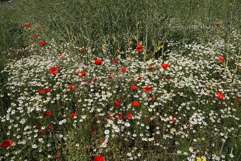 Blue chamomile