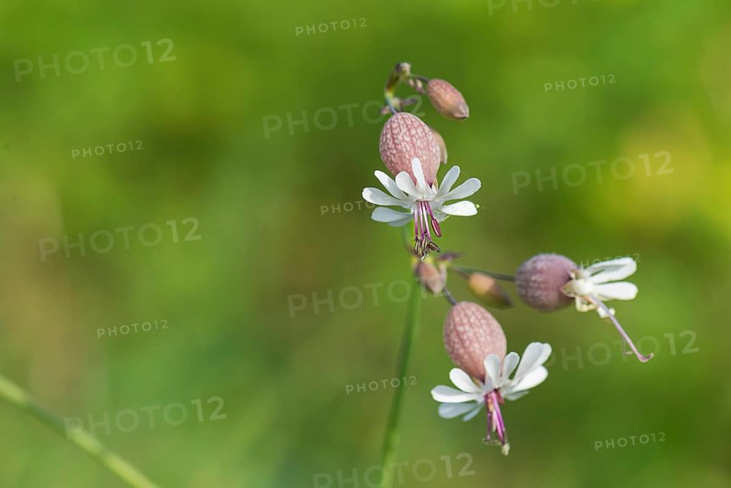 Bladder campion