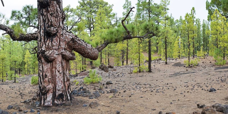 Canary Island Pine