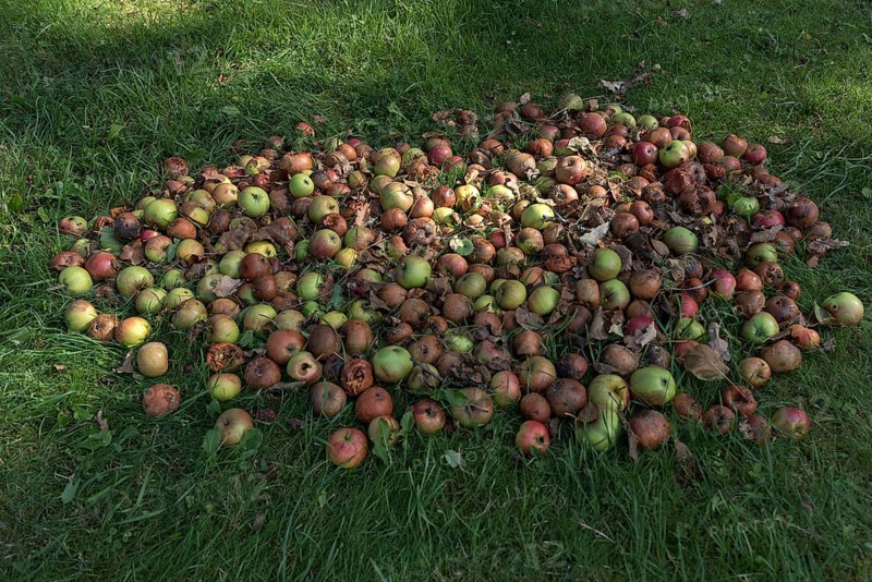 Fallen fruit