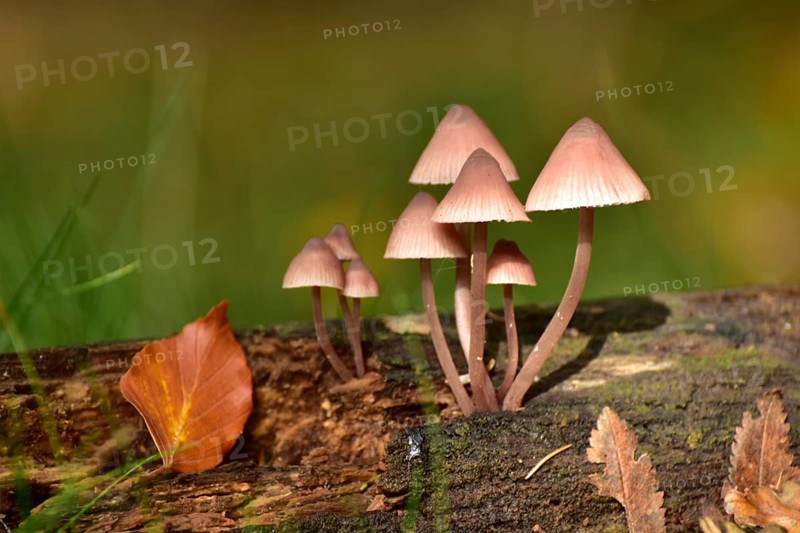 Mushroom growing in clumps on deadwood bleeding fairy helmet