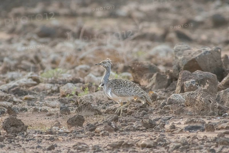 Rare Cantilever Bustard