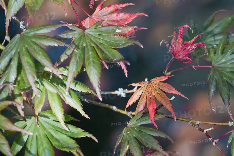 Japanese fan maple