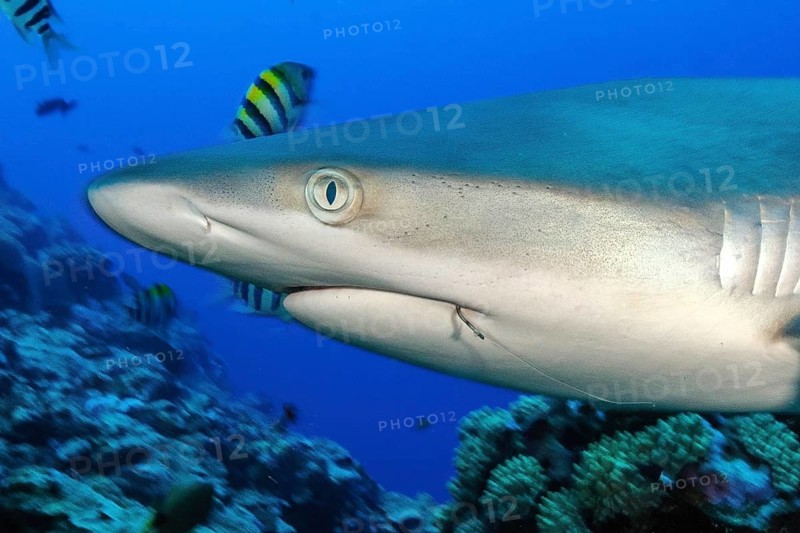 Close-up of head of grey reef shark