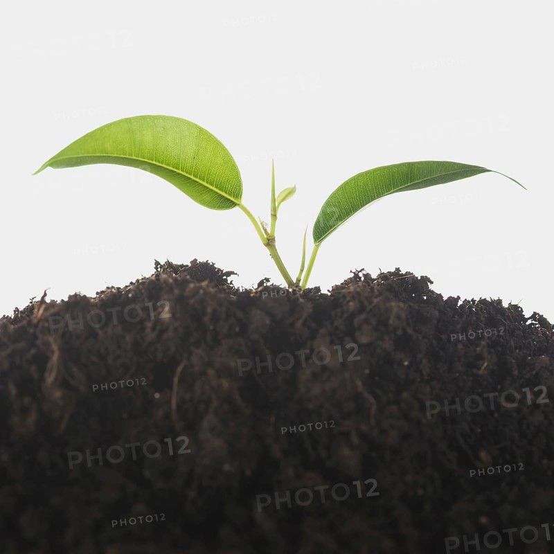 Seedling growing soil isolated white background. Resolution and high quality beautiful photo