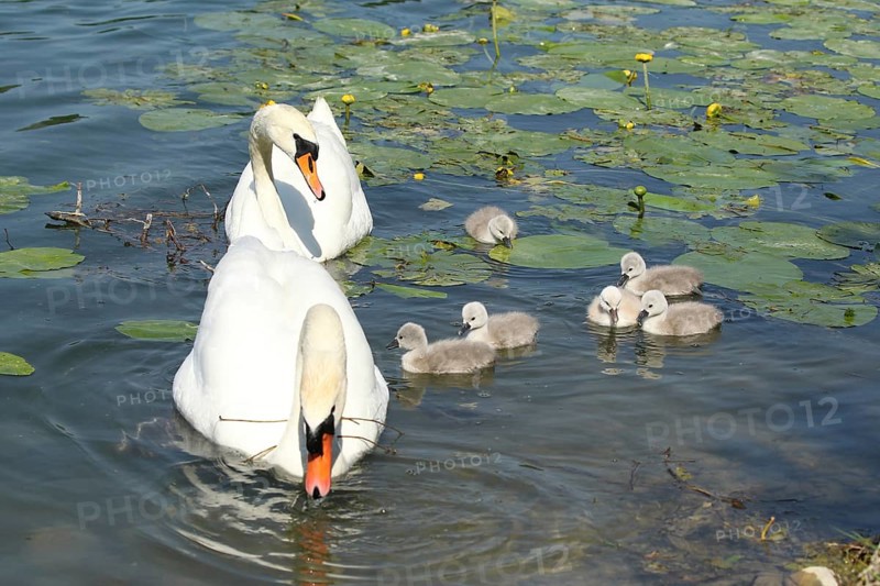 Mute Swan