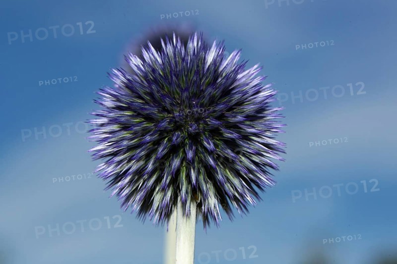 Blue globe thistle Inflorescence with many purple-blue flowers against a blue sky