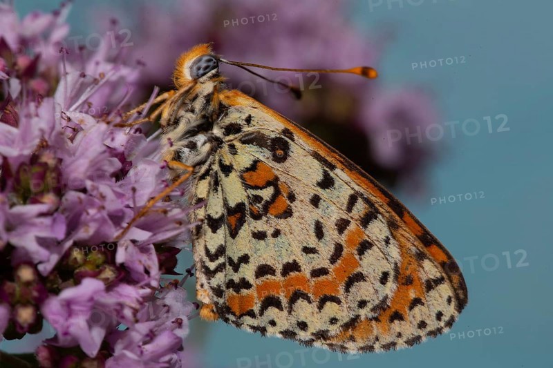 Red Melitaea butterfly with closed wings sitting on pink flower looking left against blue sky
