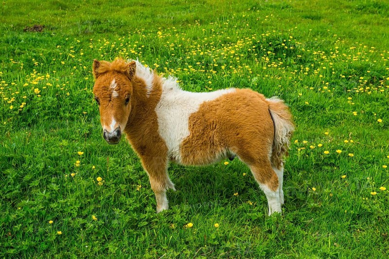 Baby Shetland ponies