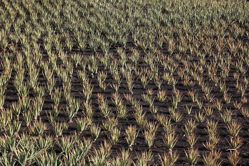 Aloe Vera Plantation at Orzola