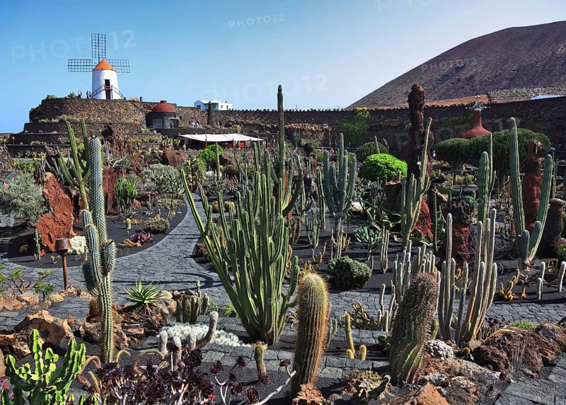 Cactus garden Jardin de Cactus near Guatiza