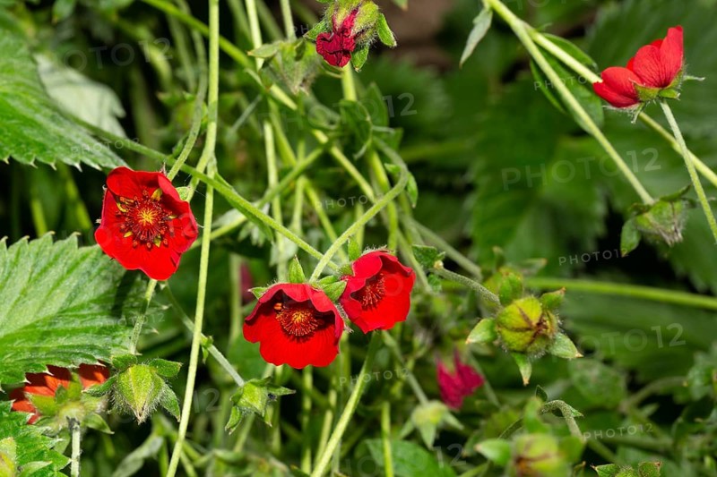 Blood red cinquefoil three open red flowers