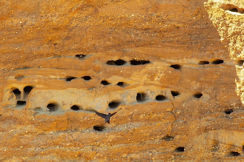 Sand martin flying right looking in front of sand wall with breeding holes