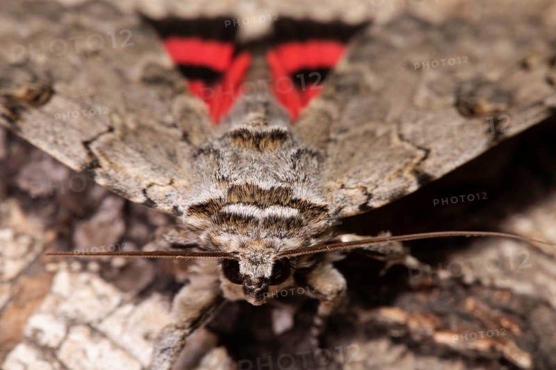 Rosy Underwing Moth with open wings sitting on tree trunk from the front
