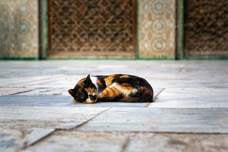 Tricolour cat in the courtyard