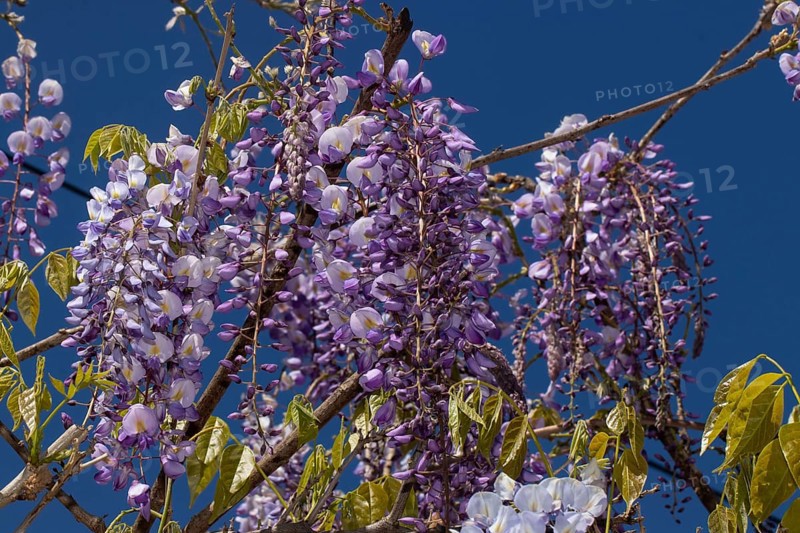 Blue rain flower panicle with a few open purple flowers against a blue sky