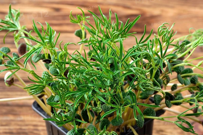 Closeup view of sprouts of lupine on wooden background