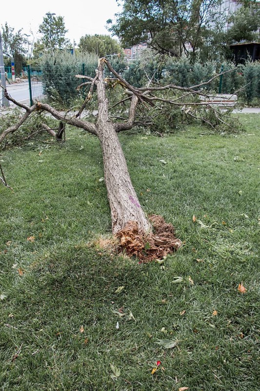 Fallen green tree in green grass in the view
