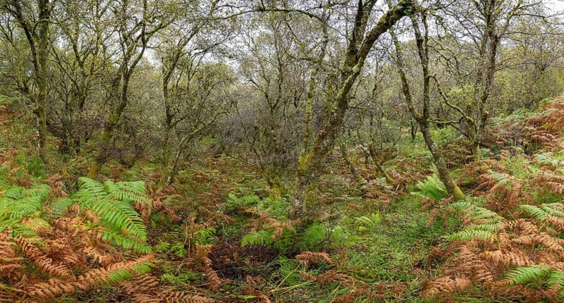 Forest with ferns in autumn