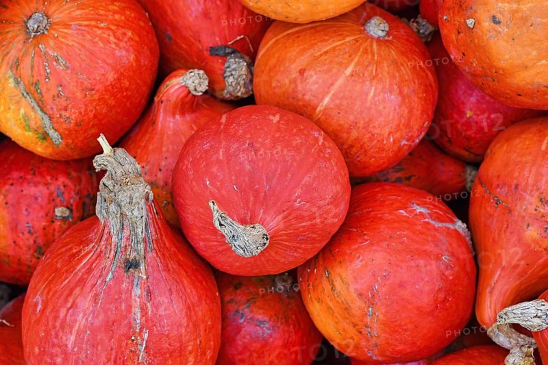 Bright red Kuri Hokkaido squashes in pile