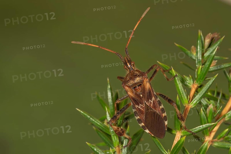 Western conifer seed bug