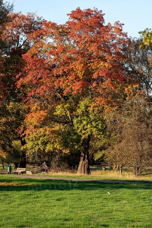 Red oak