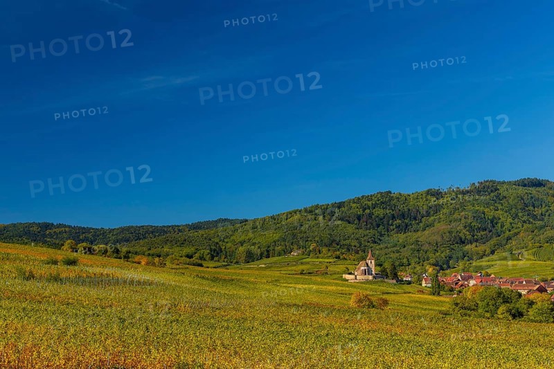 Autumn vineyards in Alsace