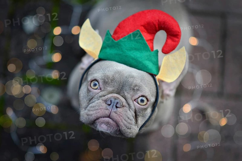 French Bulldog dog dressed up as cute Christmas elf wearing a red and green hat with elven ears