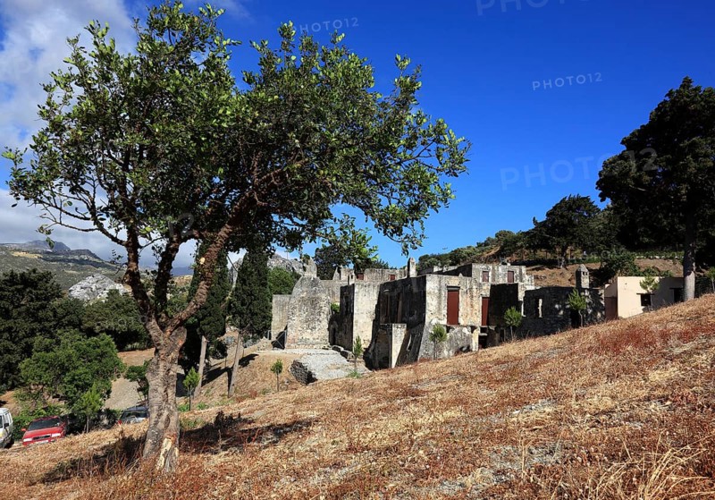 Olive tree in front of the remains of the old Preveli monastery