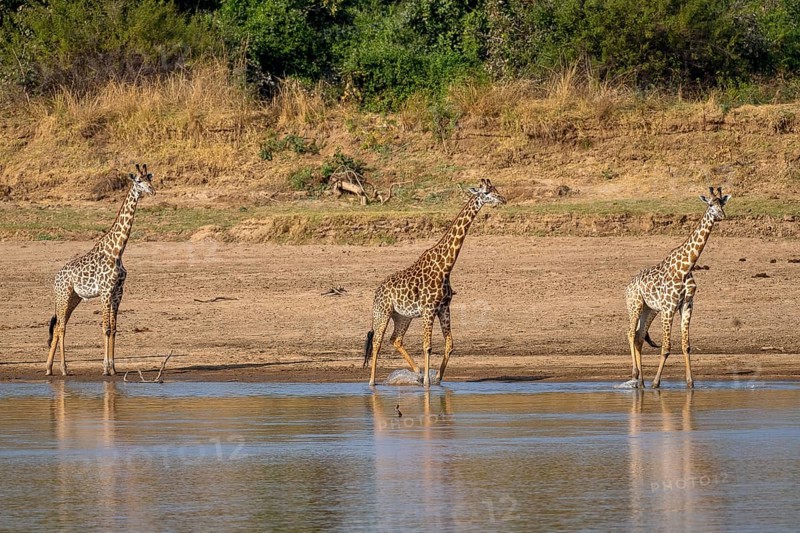 Rhodesian giraffe