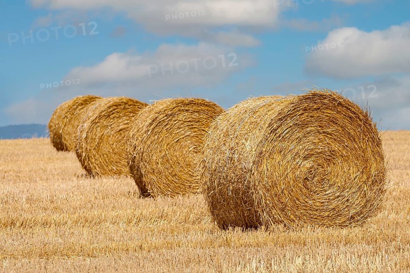 Stubble field with straw rolls