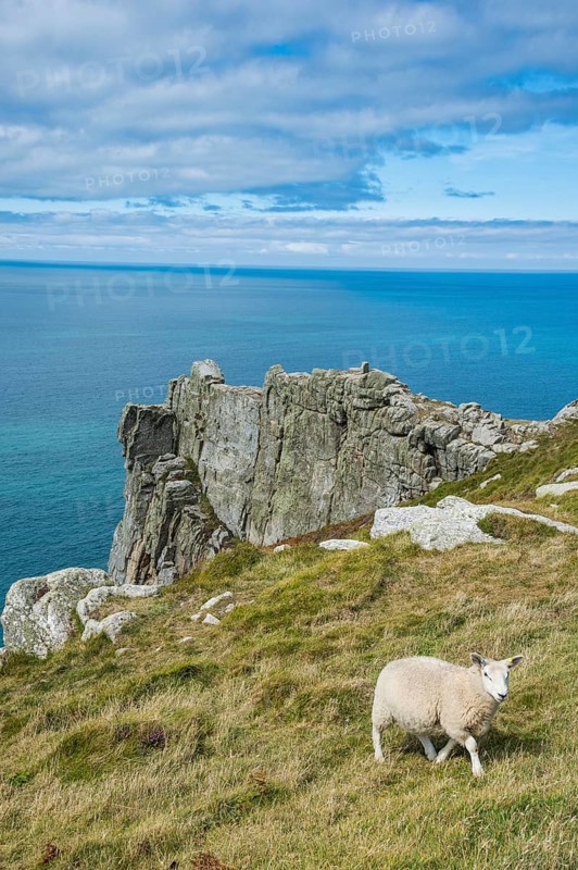 Sheep on the Island of Lundy