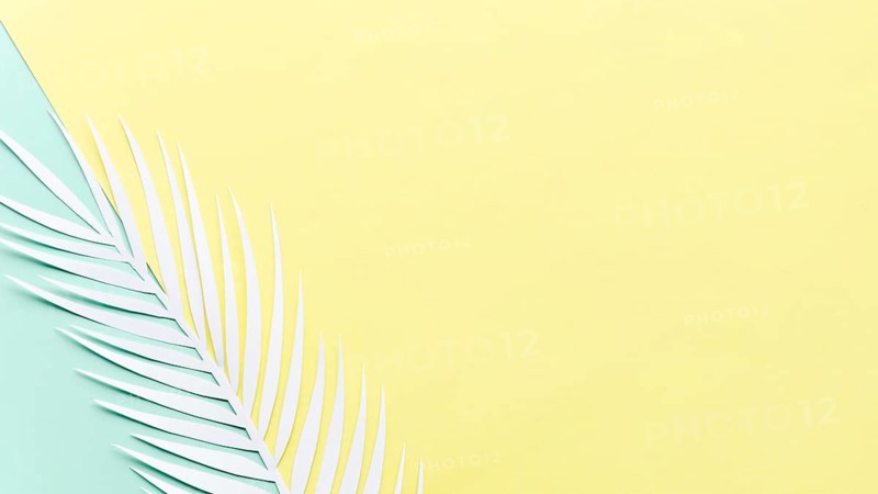 Paper palm leaf bright table